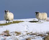 Sheep 8P059D-04